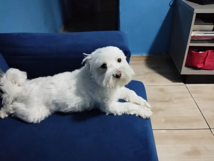 Cachorro ra a Maltês idade 2 anos nome Bob