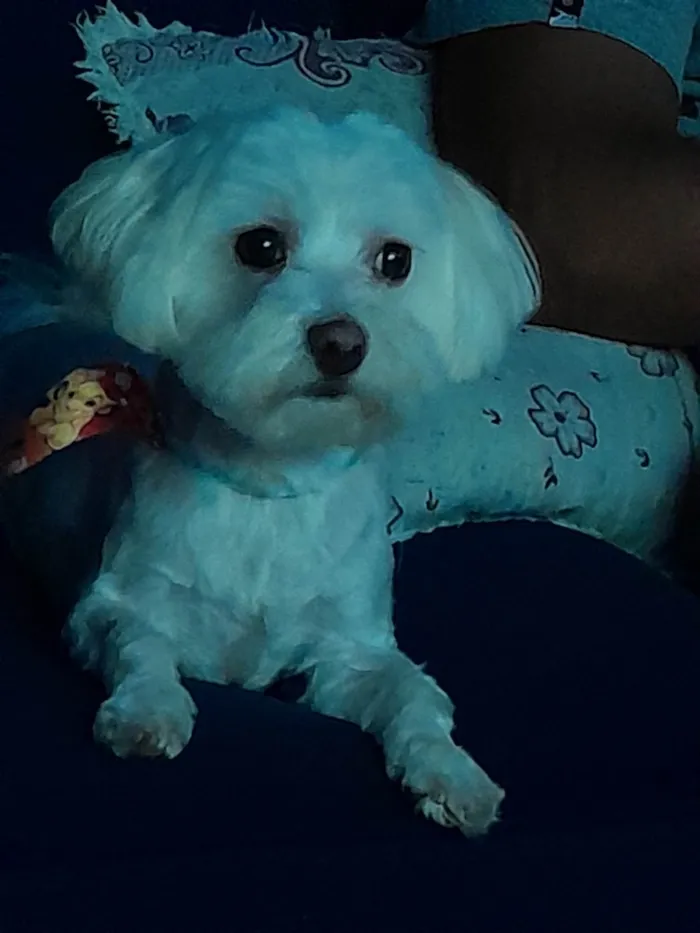 Cachorro ra a Maltês idade 2 anos nome Bob