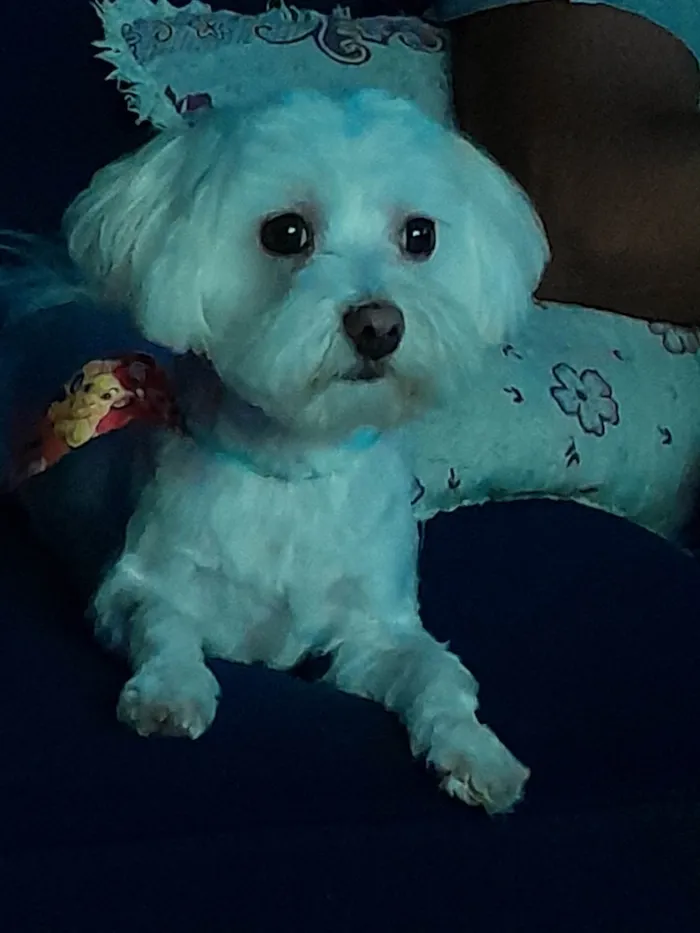 Cachorro ra a Maltês idade 2 anos nome Bob