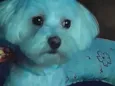 Bob