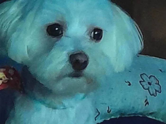 Cachorro ra a Maltês idade 2 anos nome Bob