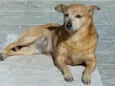 Lolly - Cachorrinha RAIZ