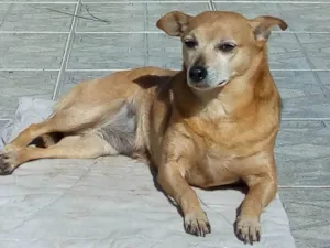 Cachorro raça SRD_Sem_Raça_Definida idade 6 ou mais anos nome Lolly - Cachorrinha RAIZ