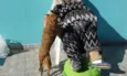 Lolly - Cachorrinha RAIZ