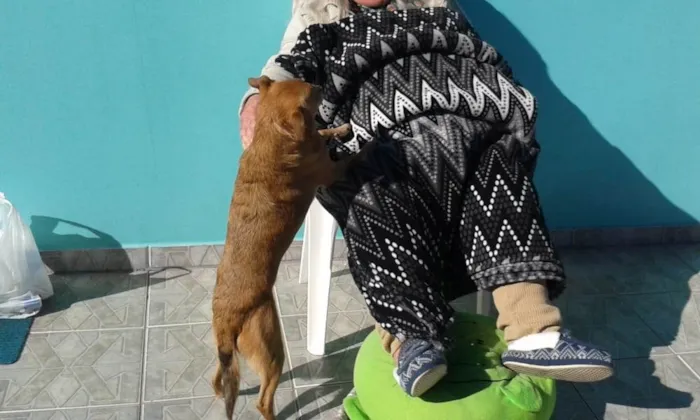 Cachorro ra a SRD_Sem_Raça_Definida idade 6 ou mais anos nome Lolly - Cachorrinha RAIZ