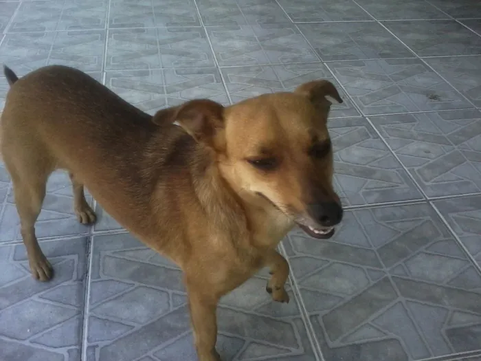 Cachorro ra a SRD_Sem_Raça_Definida idade 6 ou mais anos nome Lolly - Cachorrinha RAIZ