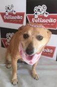 Lolly - Cachorrinha RAIZ