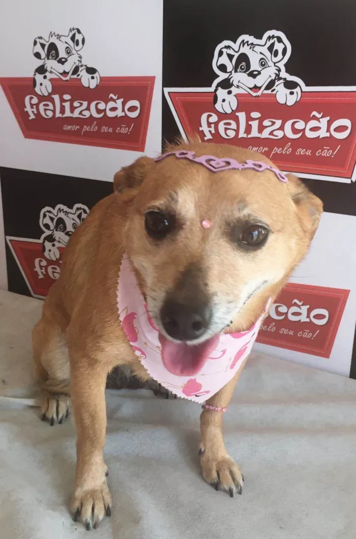 Cachorro ra a SRD_Sem_Raça_Definida idade 6 ou mais anos nome Lolly - Cachorrinha RAIZ