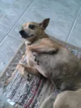 Lolly - Cachorrinha RAIZ