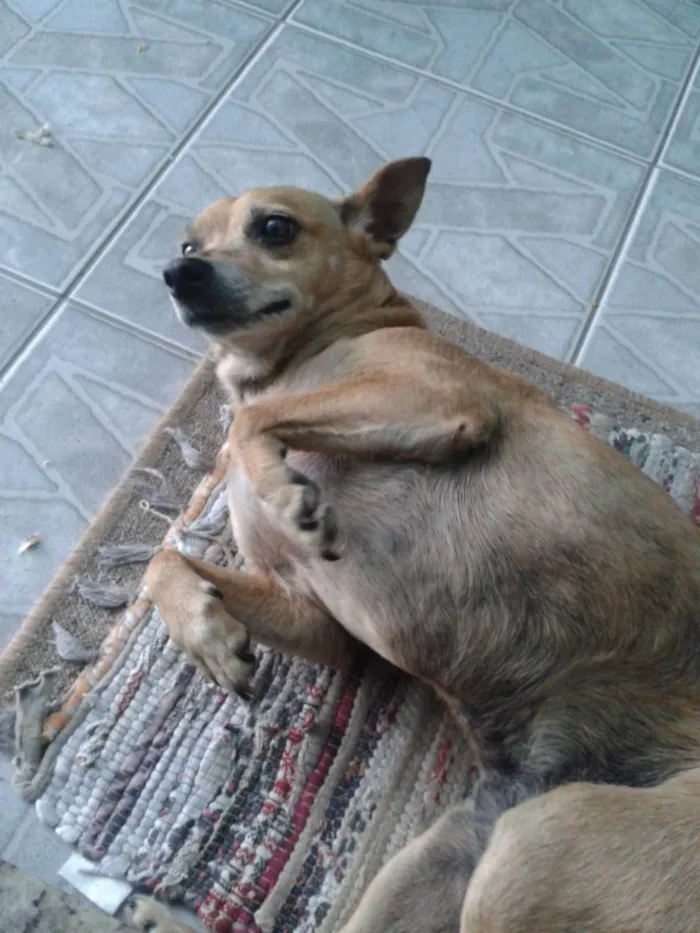 Cachorro ra a SRD_Sem_Raça_Definida idade 6 ou mais anos nome Lolly - Cachorrinha RAIZ