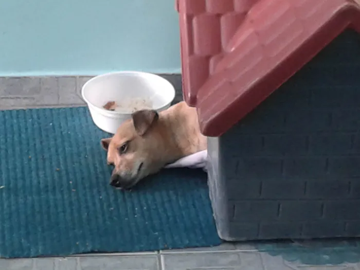 Cachorro ra a SRD_Sem_Raça_Definida idade 6 ou mais anos nome Lolly - Cachorrinha RAIZ
