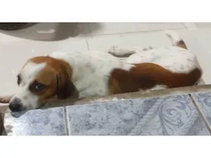 Cachorro raça SRD-ViraLata idade 2 anos nome Spike