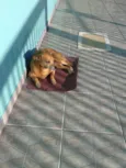 Lolly - Cachorrinha RAIZ