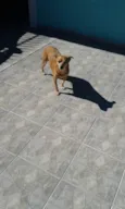 Lolly - Cachorrinha RAIZ