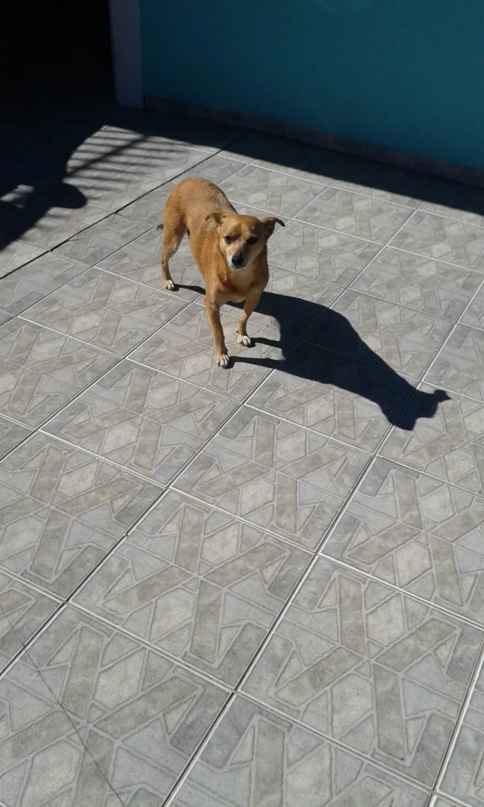 Cachorro ra a SRD_Sem_Raça_Definida idade 6 ou mais anos nome Lolly - Cachorrinha RAIZ