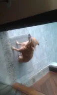 Lolly - Cachorrinha RAIZ
