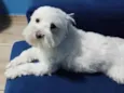 Bob