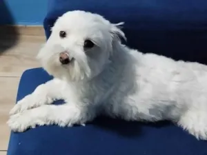 Cachorro raça Maltês idade 2 anos nome Bob