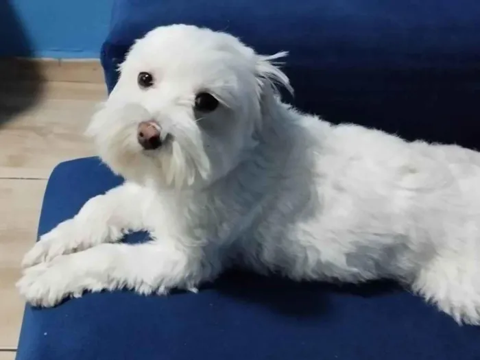Cachorro ra a Maltês idade 2 anos nome Bob