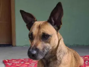 Cachorro raça SRD idade 2 anos nome Bebel