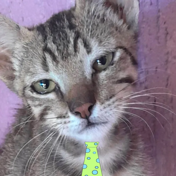 Gato ra a Mestico  idade 2 a 6 meses nome Peter 