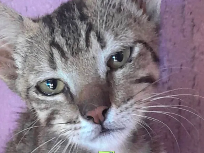 Gato ra a Mestico  idade 2 a 6 meses nome Peter 