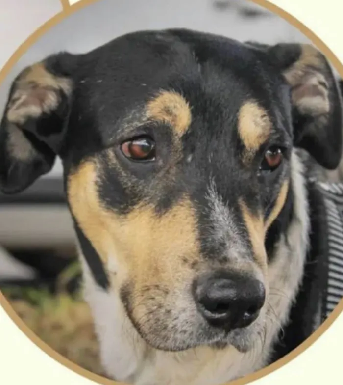 Cachorro ra a Mestico  idade 1 ano nome Negao 