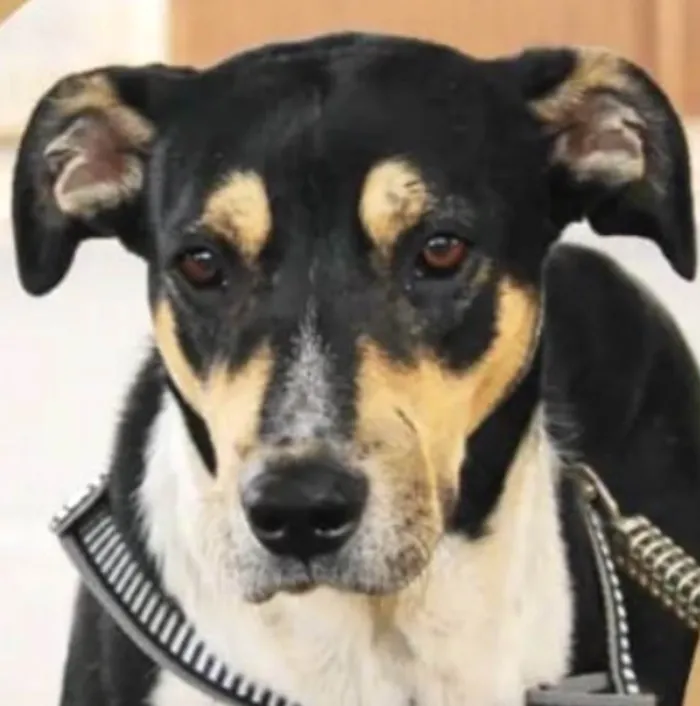 Cachorro ra a Mestico  idade 1 ano nome Negao 