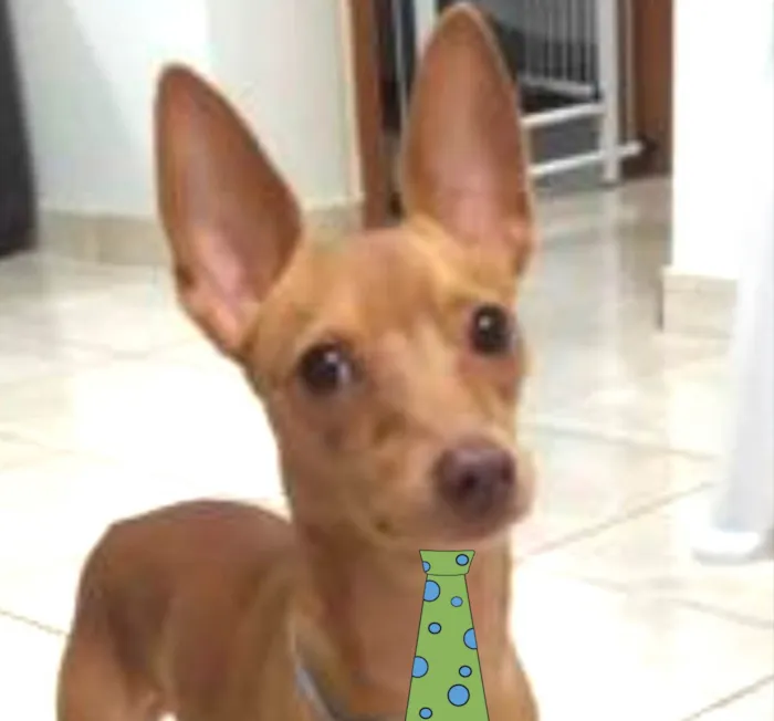 Cachorro ra a Pinscher idade 7 a 11 meses nome Pingo 