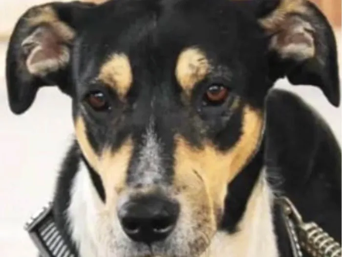 Cachorro ra a Mestico  idade 1 ano nome Negao 
