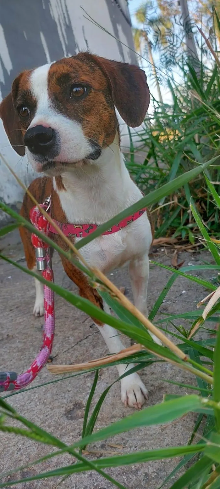 Cachorro raça Srd idade 7 a 11 meses nome STELLA