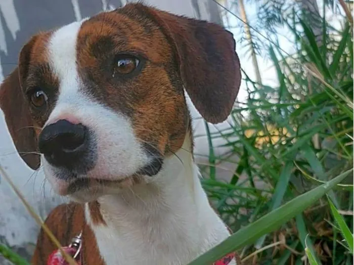 Cachorro raça Srd idade 7 a 11 meses nome STELLA