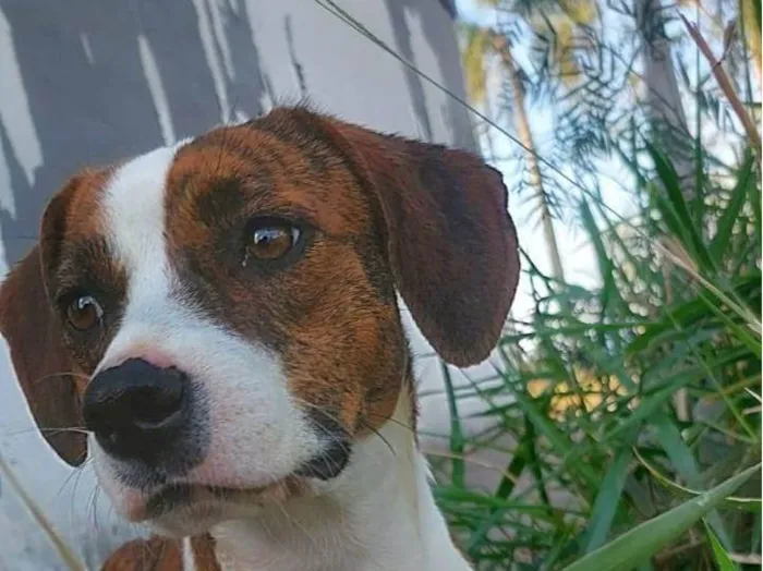 Cachorro raça Srd idade 7 a 11 meses nome STELLA