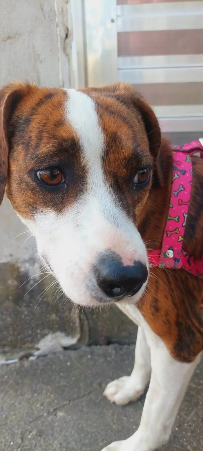 Cachorro raça Srd idade 7 a 11 meses nome ESTRELA