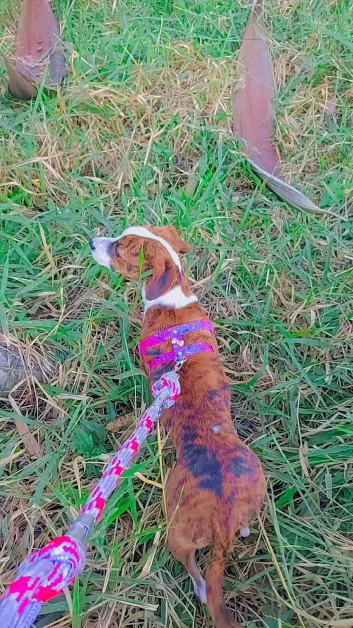 Cachorro raça Srd idade 7 a 11 meses nome ESTRELA