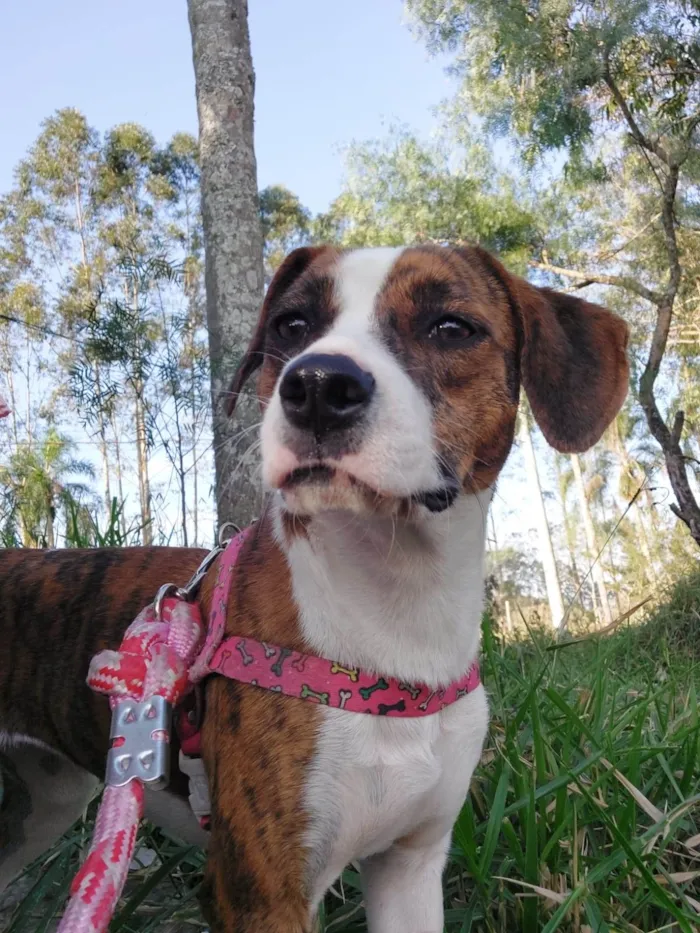 Cachorro raça Srd idade 7 a 11 meses nome ESTRELA