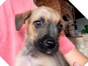 Cachorro raça SRD idade 2 a 6 meses nome Sem nome
