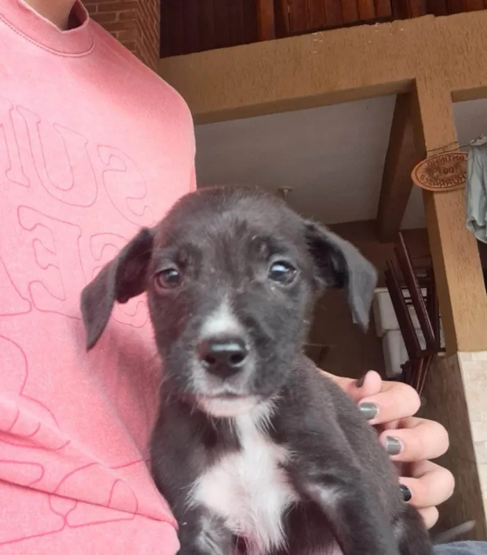 Cachorro ra a SRD idade 2 a 6 meses nome Sem nome