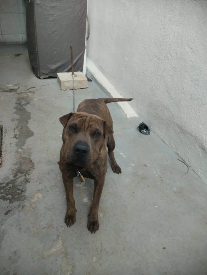 Cachorro raça sharpull idade 7 a 11 meses nome Chiquinha