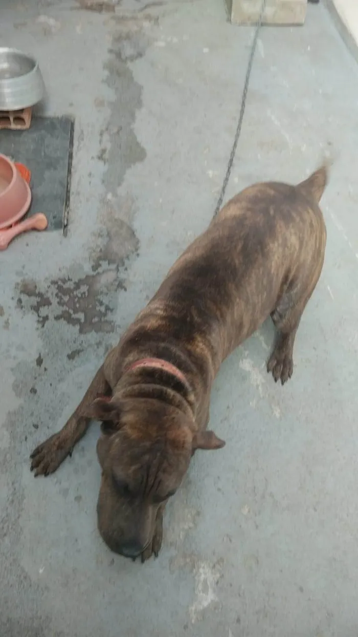 Cachorro raça sharpull idade 7 a 11 meses nome Chiquinha