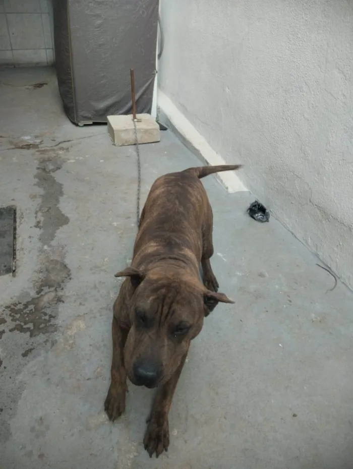 Cachorro raça sharpull idade 7 a 11 meses nome Chiquinha