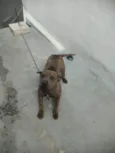 Chiquinha