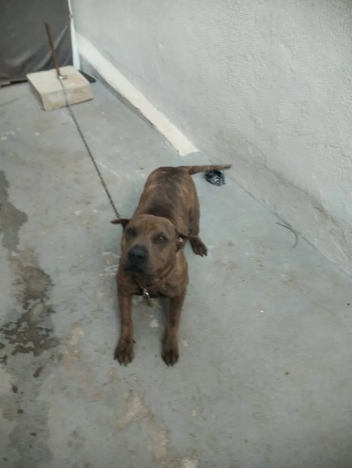 Cachorro raça sharpull idade 7 a 11 meses nome Chiquinha