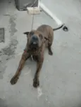 Chiquinha