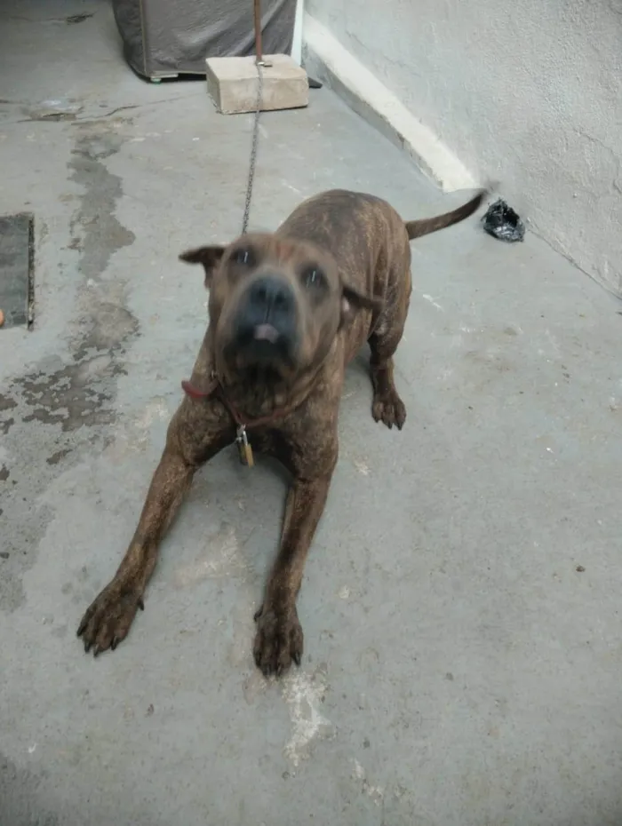 Cachorro raça sharpull idade 7 a 11 meses nome Chiquinha