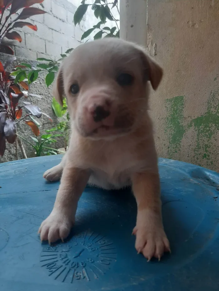 Cachorro ra a SRD-ViraLata idade Abaixo de 2 meses nome Não tem 