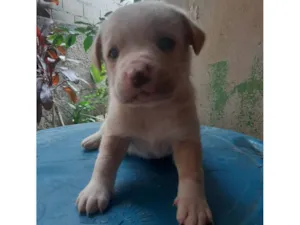 Cachorro raça SRD-ViraLata idade Abaixo de 2 meses nome Não tem 