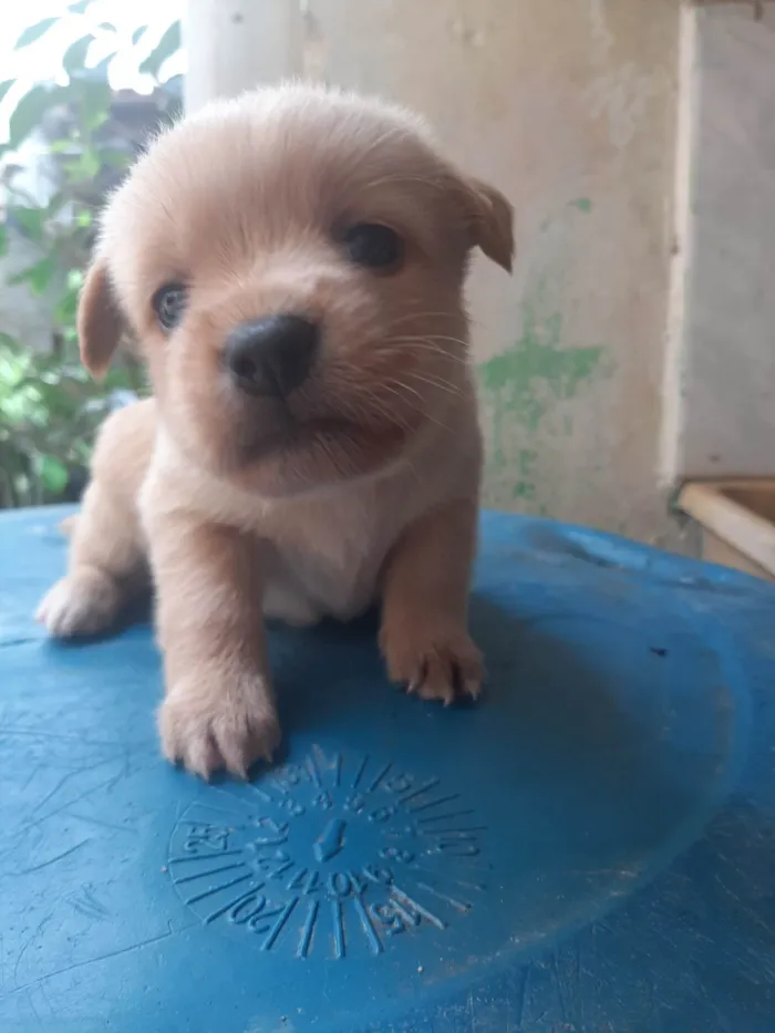 Cachorro ra a SRD-ViraLata idade Abaixo de 2 meses nome Não tem 
