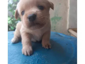Cachorro raça SRD-ViraLata idade Abaixo de 2 meses nome Não tem 