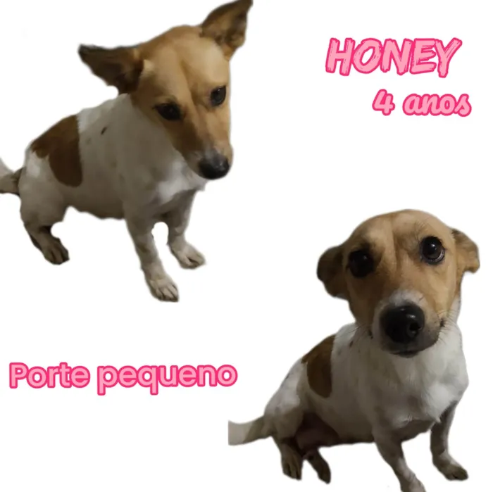 Cachorro raça  idade 4 anos nome Honey